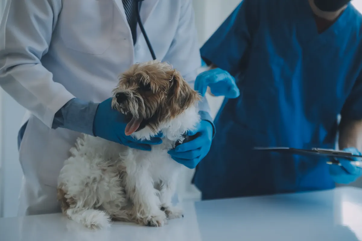 veterinaria los angeles