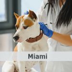 hospital veterinario gratis miami