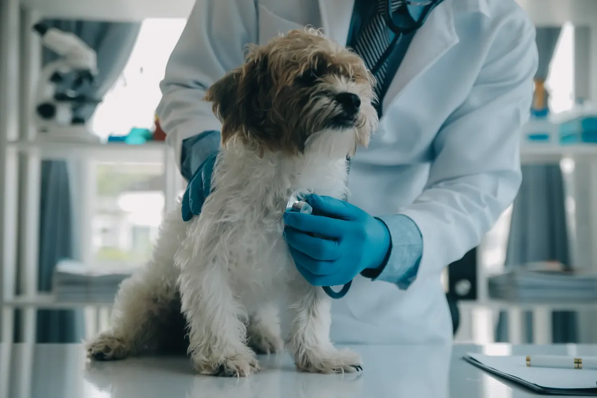 hospital veterinario gratis en miami