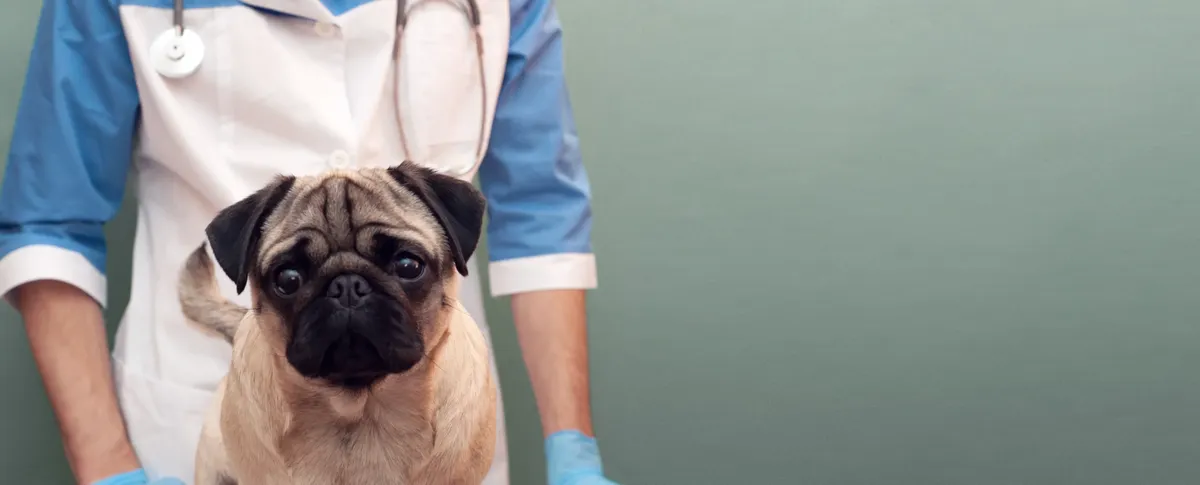 vacunas para perros gratis cerca de phoenix arizona