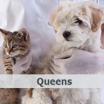 veterinario gratis en queens
