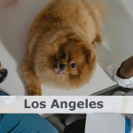 veterinarios gratis los angeles ca