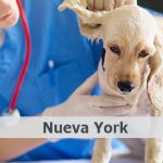 hospitales veterinarios gratuitos ny