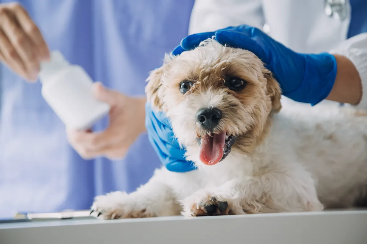 vacunas gratis para perros en new jersey
