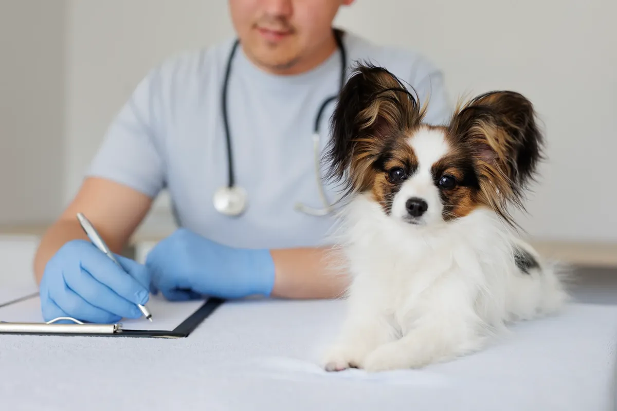 vacunas gratis para perros en chicago 
