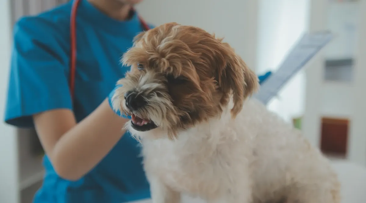 vacunas para mascotas a bajo costo