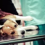 Ayuda para perros con cáncer
