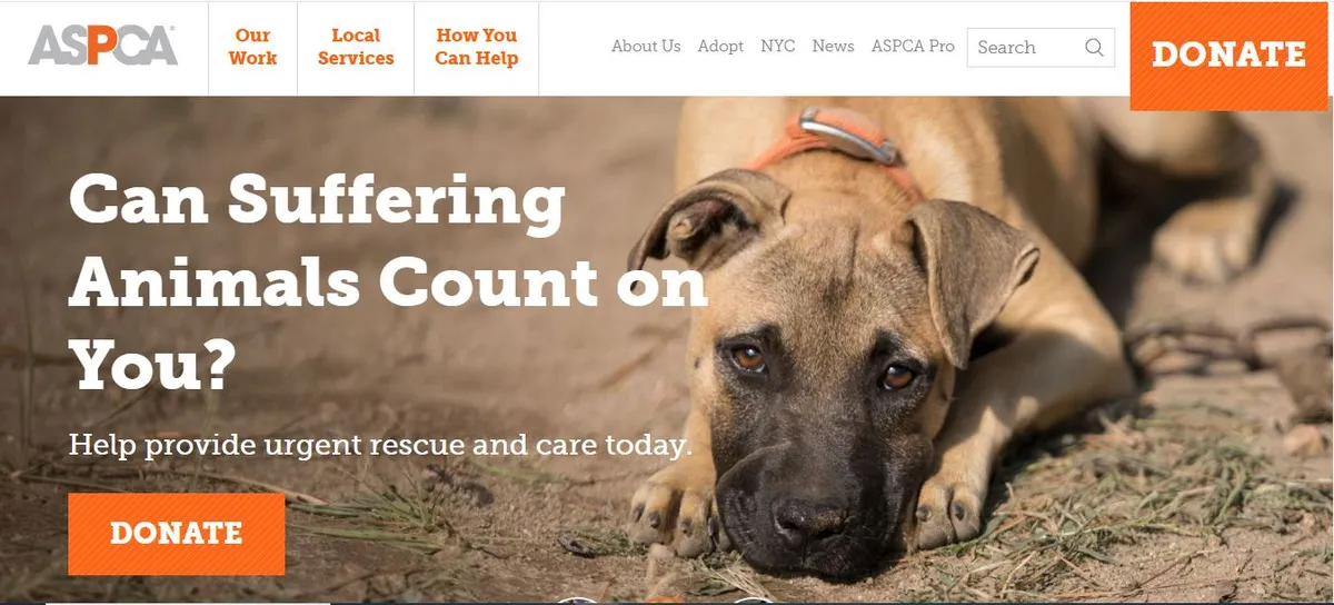 ayuda gratis perros atropellados en new york