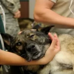 Ayuda para perros atropellados