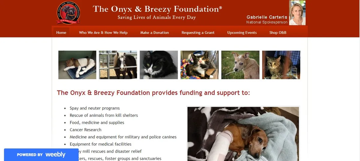 fundacion onyx ayuda para perros