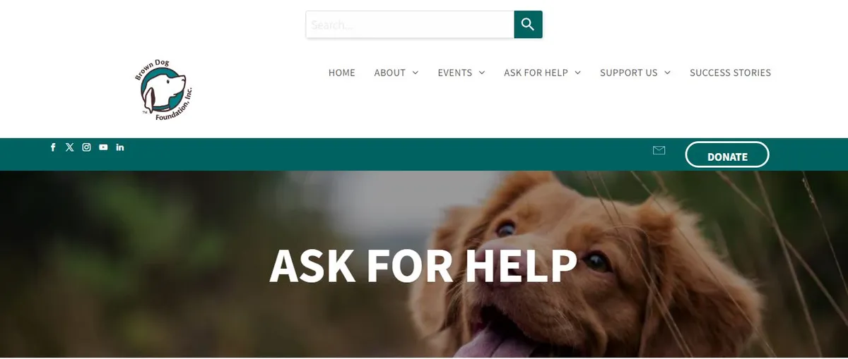 fundacion brown dog 