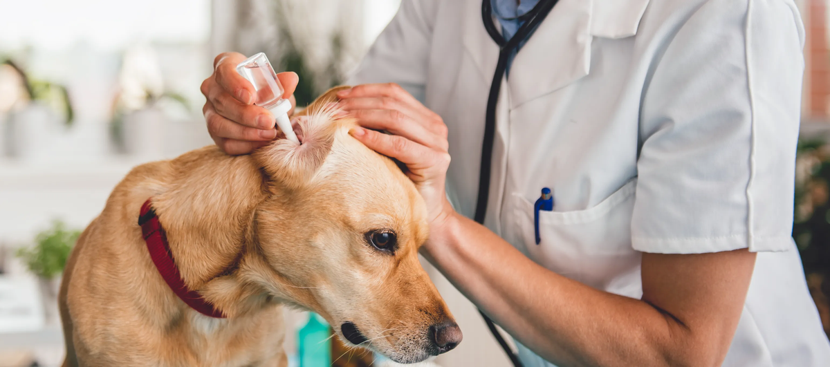 atlanta veterinario