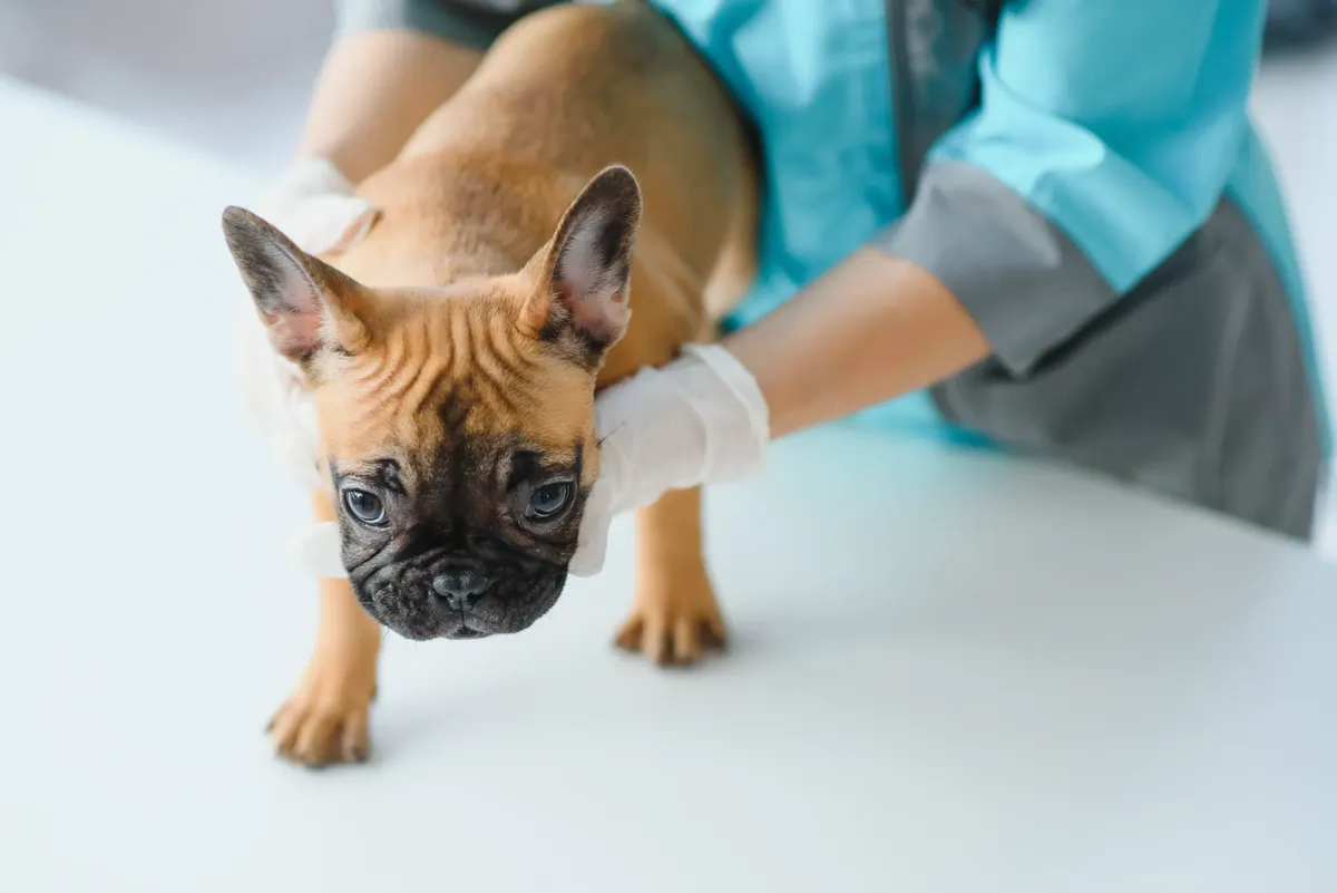 hospital gratis para perros riverside