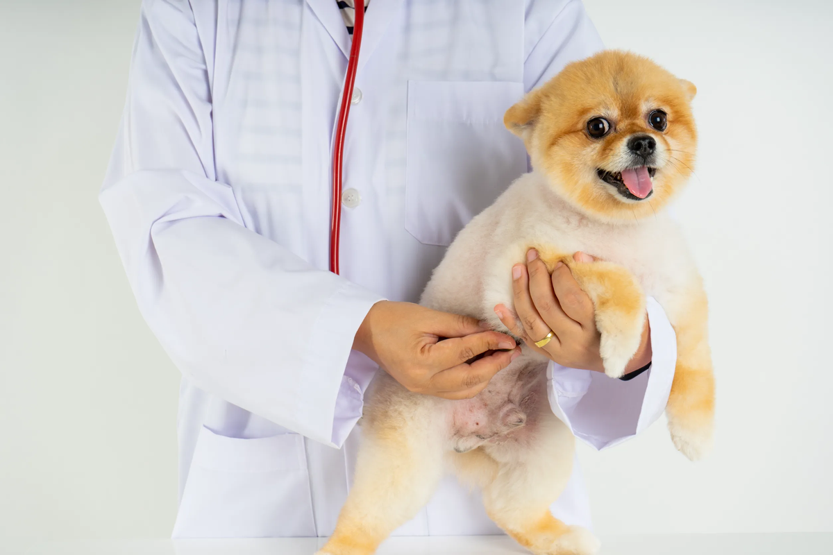 veterinarios bajo costo boston