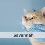 Veterinario gratis en Savannah