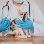 Veterinario gratis en Fort Myers