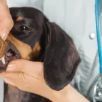 Veterinario gratis en Tampa