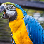 Veterinario de aves en Miami